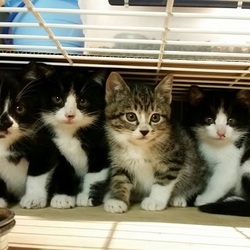 ３月１６日(金)　地域猫から社会猫へ　FIPフリー　四谷猫廼舎　里親会（ボランティア募集中） サムネイル3