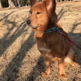 ♡甘えん坊な子です。　仲介