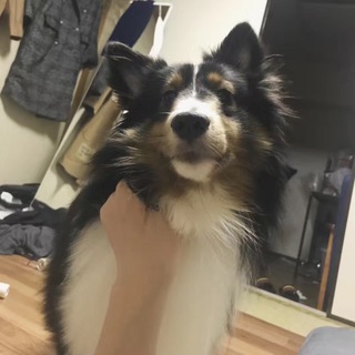 血統書付き二才シェルティ男の子です！