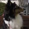 血統書付き二才シェルティ男の子です！ サムネイル2