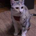 元野良猫の子供(仮名:美華(りは))
