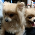夫婦2匹で飼える方を探しています！血統書あります。