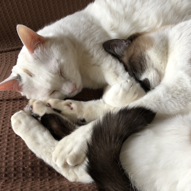 Nonのカバー写真