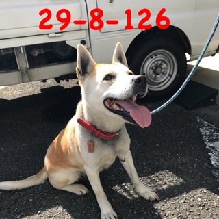 山口県萩市 親子で収容 人懐っこいお母さん犬