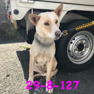 山口県萩市 親子で収容 控え目な娘犬