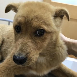 食いしん坊な野犬の子犬★クラッシュくん