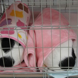 譲渡会、頭隠して尻隠さず・・・