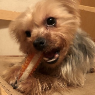 元気で人懐こいヨークシャーテリア2歳オス！！！