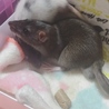 まぁメロたン