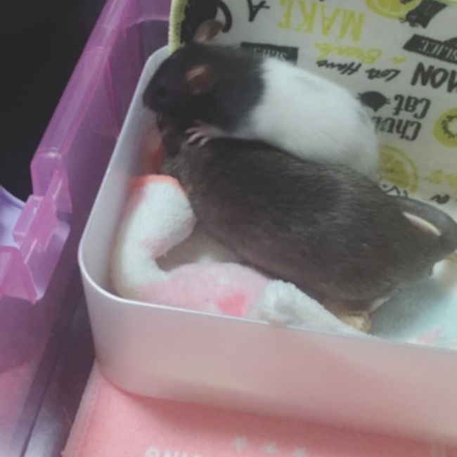 まぁメロたンのカバー写真