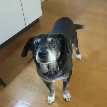 湘南BOYデビュー