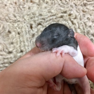 【里親決定】2/21生まれ ファンシーラット