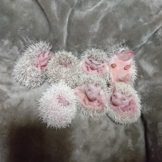 ハリネズミの赤ちゃんです