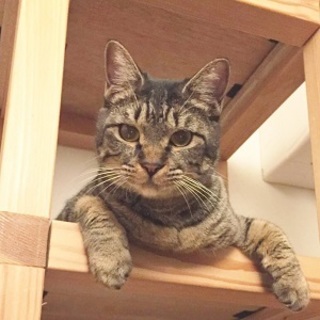 5/13銀座★みちるちゃん★オモチャ大好き！