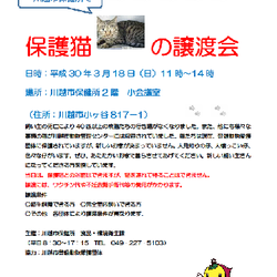 猫の譲渡会