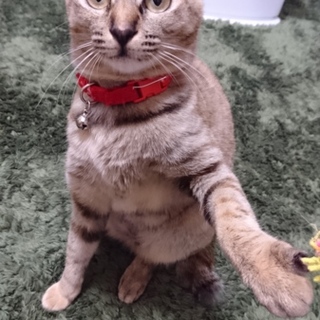 ふわふわ子猫のイルゼちゃん