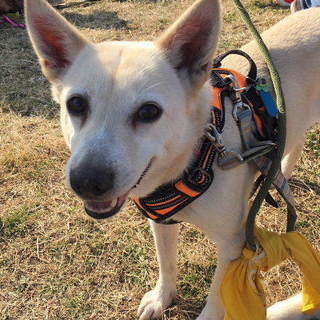 頑張っているリンカをよろしく。