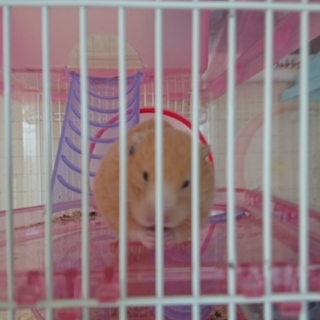ゴールデンハムスターベイビー残り1匹募集