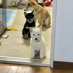 柴犬の喧嘩