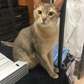 アビシニアン♂里親募集します