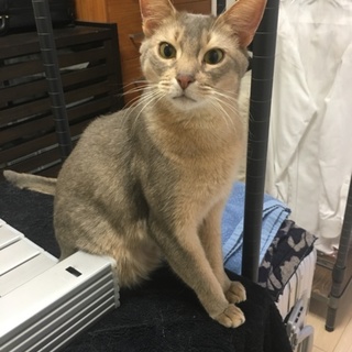 アビシニアン♂里親募集します