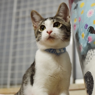 【一時停止】超絶あまえんぼ【雪丸】