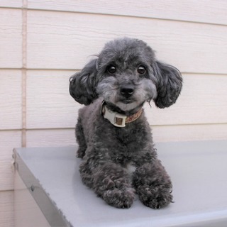トイプードルの黒い女の子
