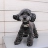 トイプードルの黒い女の子 サムネイル2