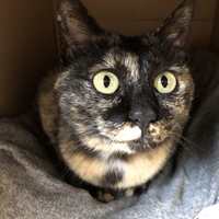 保護猫の「ほおずき」さん}