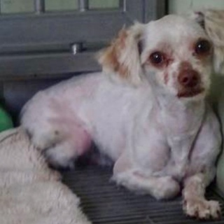 チワワプードルMIX男の子