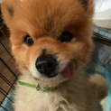 明るく穏やか、ポメラニアンのシオくん