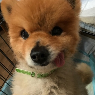 明るく穏やか、ポメラニアンのシオくん