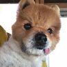 明るく穏やか、ポメラニアンのシオくん サムネイル3