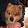 明るく穏やか、ポメラニアンのシオくん サムネイル4