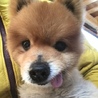 明るく穏やか、ポメラニアンのシオくん サムネイル5