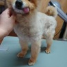 明るく穏やか、ポメラニアンのシオくん サムネイル2