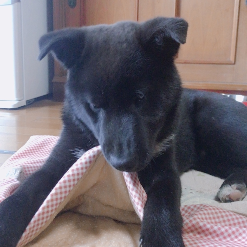 大寿（だいず）のカバー写真