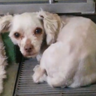 里親様が決まりました♡有難うございました！