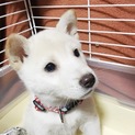白柴風の仔犬ちゃん再度、飼い主さん募集します！