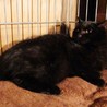 綺麗な黒猫〜雪乃ちゃん☆ サムネイル3