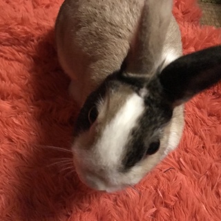 ３歳のうさぎ！遊ぶの大好き！