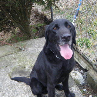 もう一度この子に幸せな時間を過ごさせてください