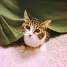 まめぽち