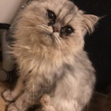 美声のペルシャ