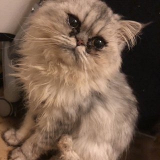 美声のペルシャ