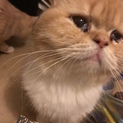 甘えん坊なマンチカン