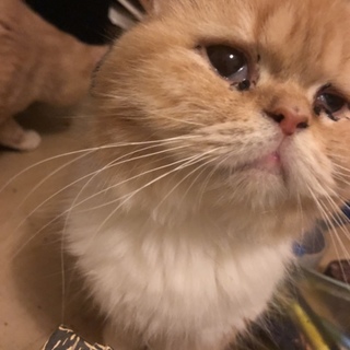 甘えん坊なマンチカン