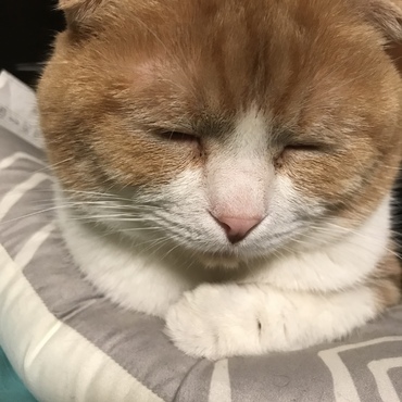 眠たいにゃ