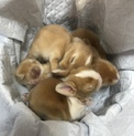 うさぎ赤ちゃん