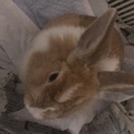 うさぎ成人